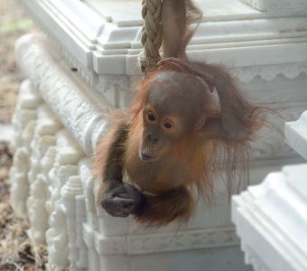 NAISSANCE EMOUVANTE LA MENAGERIE DU JARDIN DES PLANTES