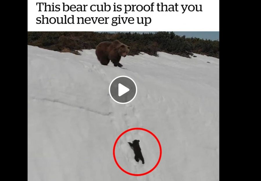 La video virale de l'ourson et la loi du 'clic a tout prix' - Image 2