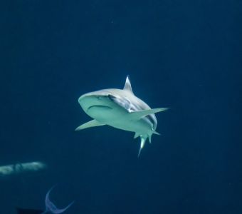 700 REQUINS DANS LA NUIT ET LE SPATIONAUTE DES FONDS MARINS