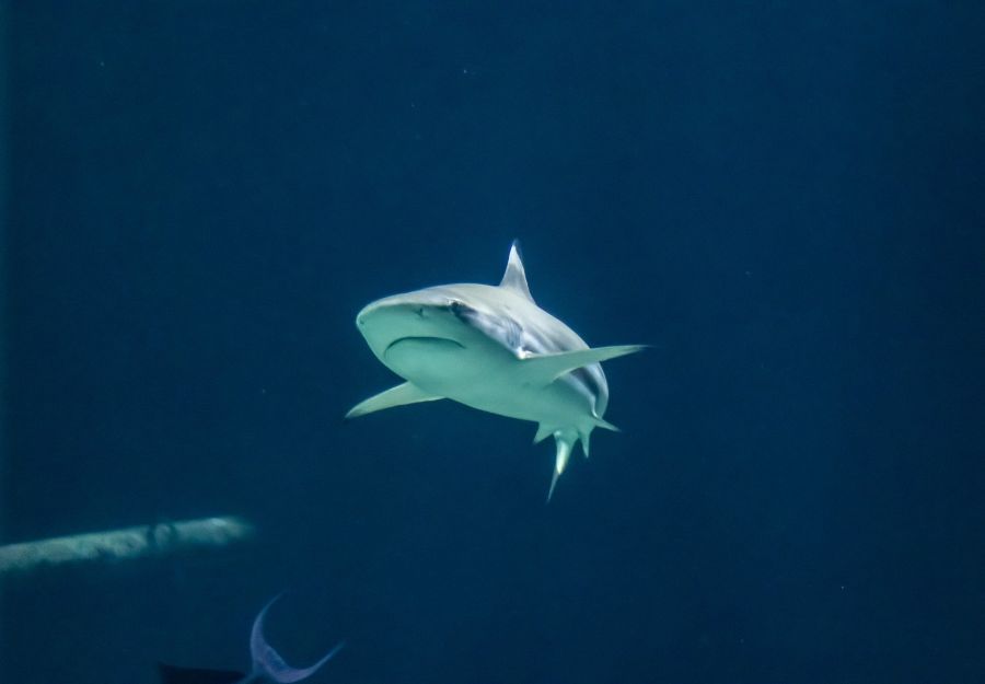 700 requins dans la nuit et le spationaute des fonds marins - Image 2