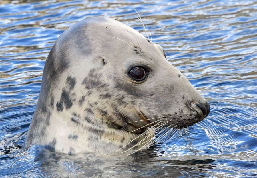 L'aquarium de biarritz recueille coup sur coup trois pho ... - Image 2