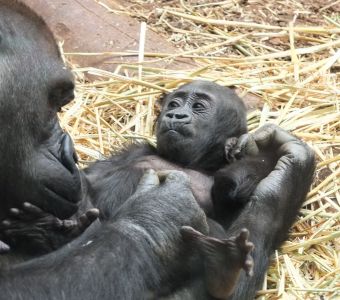 NAISSANCE EXCEPTIONNELLE D'UN BEBE GORILLE A L'ESPACE ZOOLOGIQUE DE SAINT-MARTIN-LA-PLAINE (42)