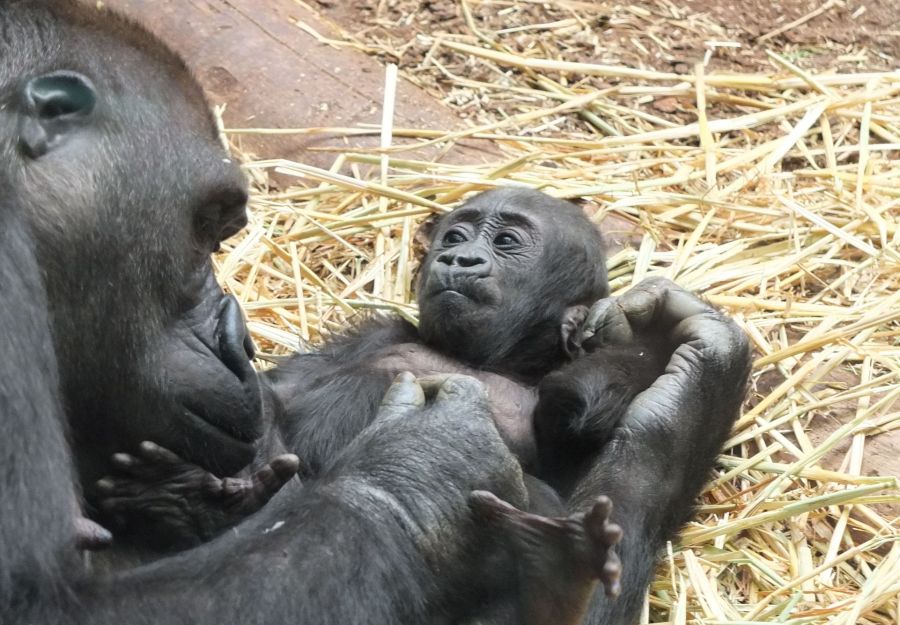 Naissance exceptionnelle d'un bebe gorille a l'espace zo ... - Image 2