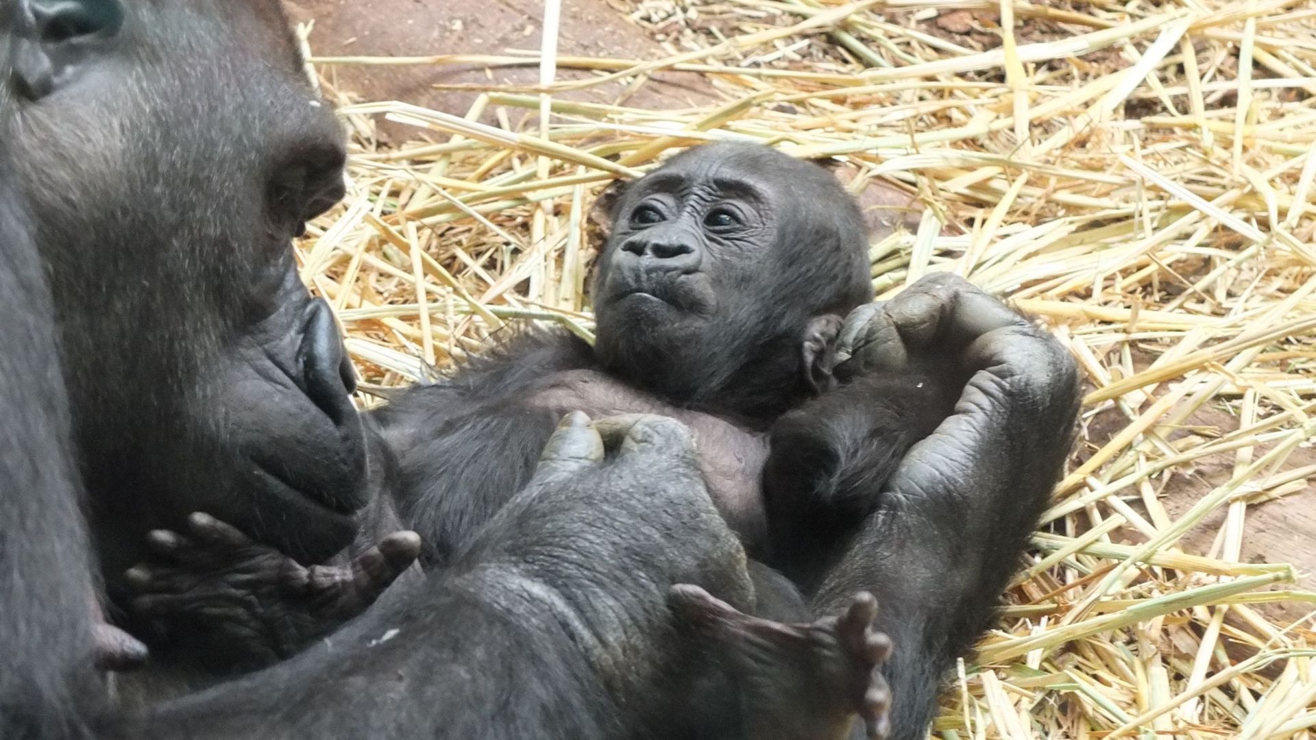 Zoo de la Flèche  Naissance exceptionnelle : un bébé panda roux !