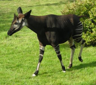 NAISSANCES RARES D'OKAPIS AUX ZOOS DE BALE ET D'ANVERS