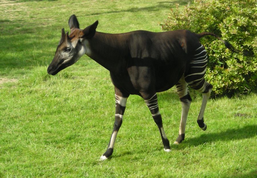 Naissance rare d'un okapi au zoo de bale - Image 2