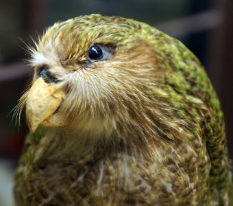 QUAND LA TECHNOLOGIE VIENT EN AIDE AU KAKAPO, PERROQUET MENACE DE NOUVELLE-ZELANDE