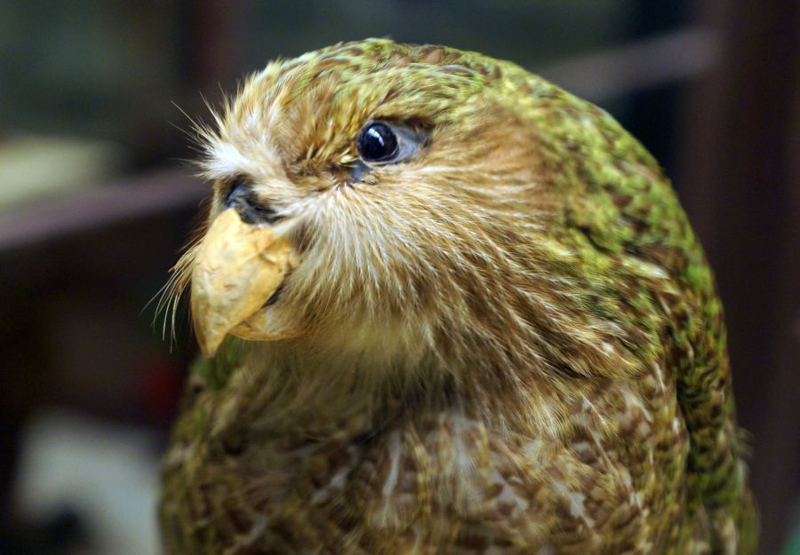 Quand la technologie vient en aide au kakapo, perroquet  ... - Image 2