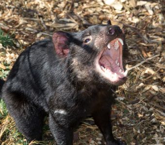 TERREUR AU ZOOPARC DE BEAUVAL : LES DIABLES DE TASMANIE DEBARQUENT !