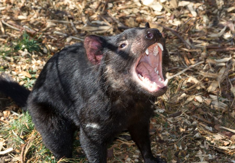 Terreur au zooparc de beauval : les diables de tasmanie  ... - Image 2