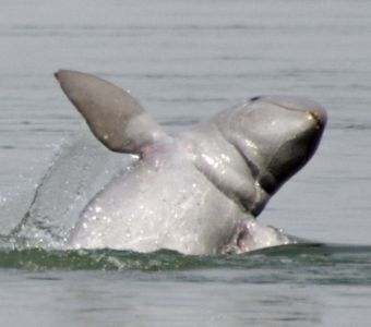 DE L'ESPOIR POUR LES DAUPHINS DU MEKONG