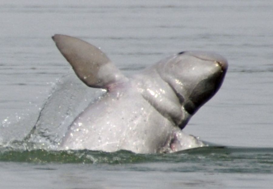De l'espoir pour les dauphins du mekong ! - Image 2