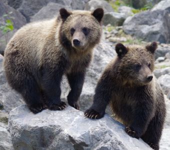 DEUX OURS BRUNS SONT NES DANS LES PYRENEES