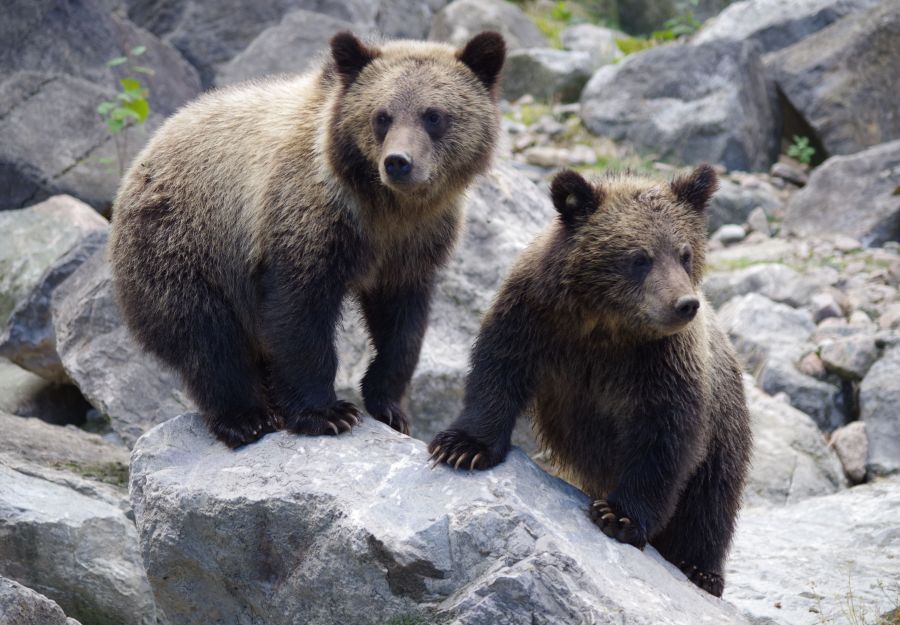 Deux ours bruns sont nes dans les pyrenees ! - Image 2