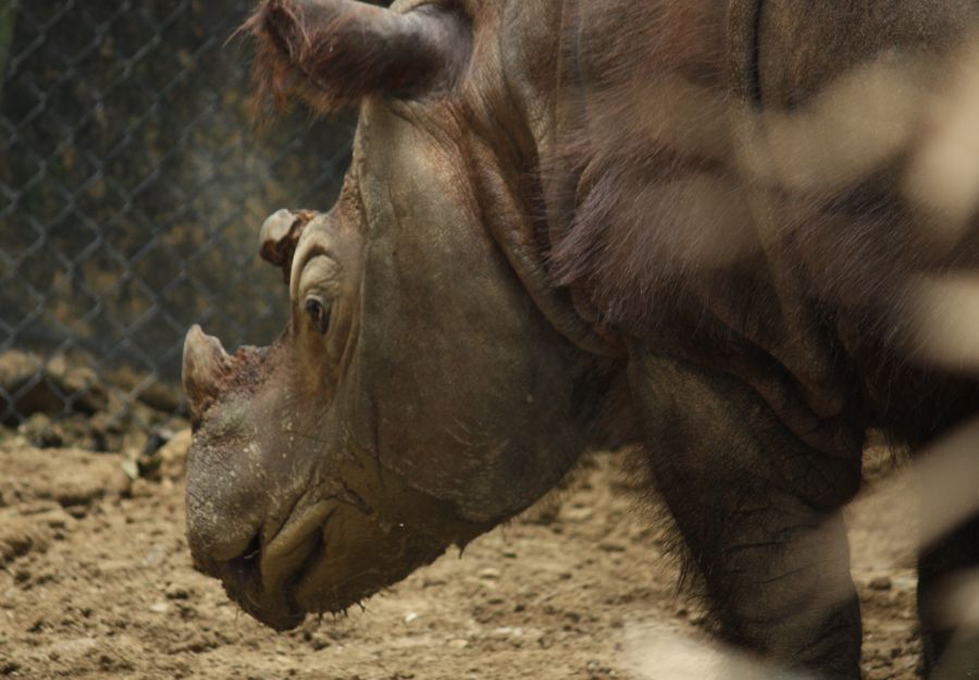 Le petit frere des rhinos en sursis - Image 2