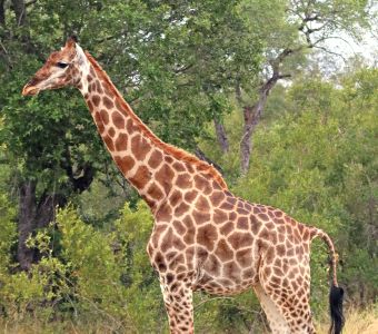 EXCEPTIONNEL : QUATRE GIRAFONS SONT NES AU BIOPARC DE DOUE-LA-FONTAINE