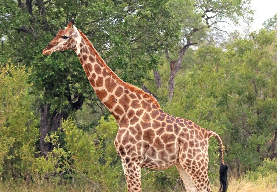 Exceptionnel : quatre girafons sont nes au bioparc de do ... - Image 2
