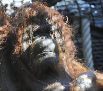 NENETTE FETE SES 50 ANS AU JARDIN DES PLANTES LE DIMANCHE 16 JUIN 2019