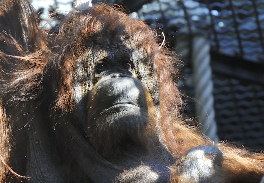 Nenette fete ses 50 ans au jardin des plantes le dimanch ... - Image 2