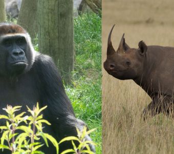 BISONS, ESCARGOTS, GORILLES ET RHINOS : RETOUR A LA VIE SAUVAGE