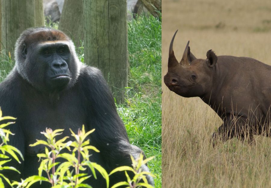 Bisons, escargots, gorilles et rhinos : retour a la vie  ... - Image 2