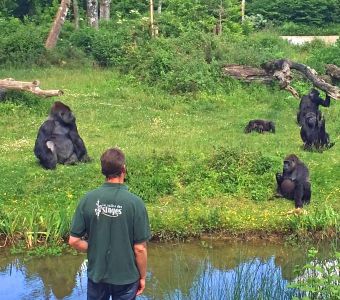 ANIGAÏDO RECOMMANDE : LA VALLEE DES SINGES (86)