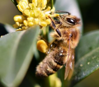 EXPO 'ABEILLES, UNE HISTOIRE NATURELLE' AU MUSEUM DU HAVRE (76)