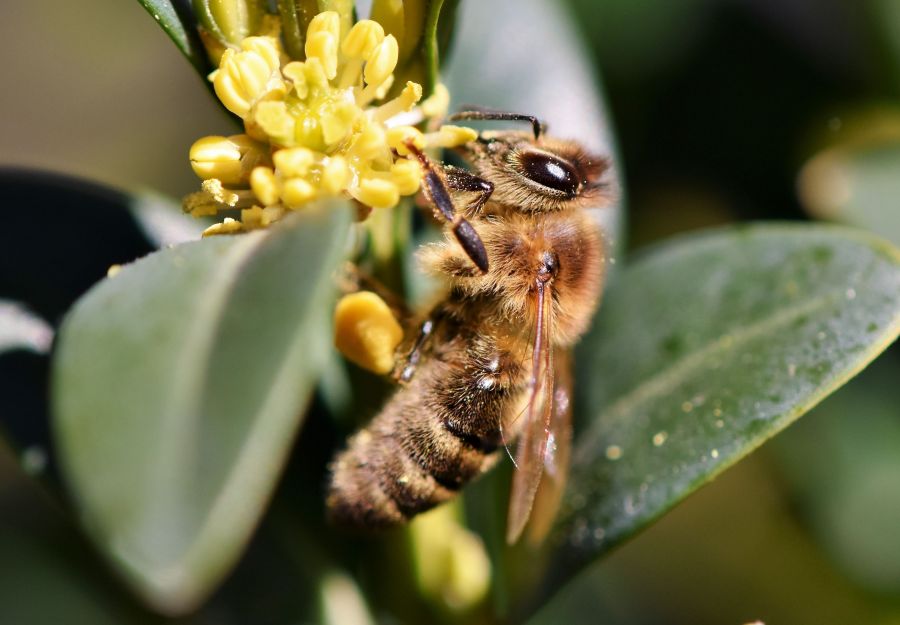 Expo 'abeilles, une histoire naturelle' au museum du hav ... - Image 2