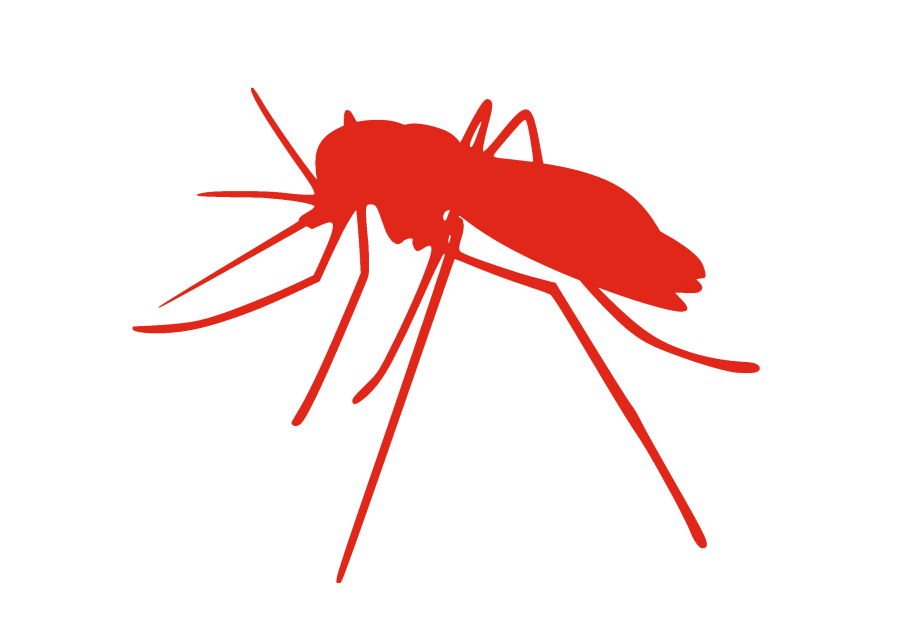 Des moustiques genetiquement modifies pour luttre contre ... - Image 2