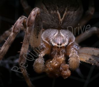 DOSSIER SPECIAL ANIGAÏDO SUR LES ARAIGNEES DE NOS MAISONS ET NOS JARDINS