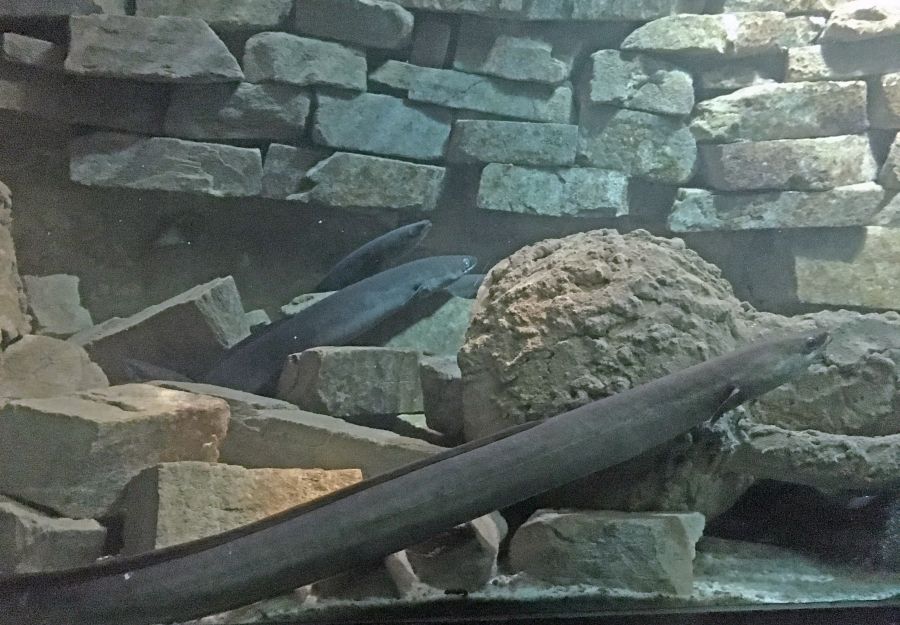 Les poissons d'eau douce tres menaces en france metropol ... - Image 2