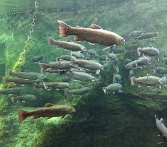 ANIGAÏDO RECOMMANDE : LE GRAND AQUARIUM DE TOURAINE (37)