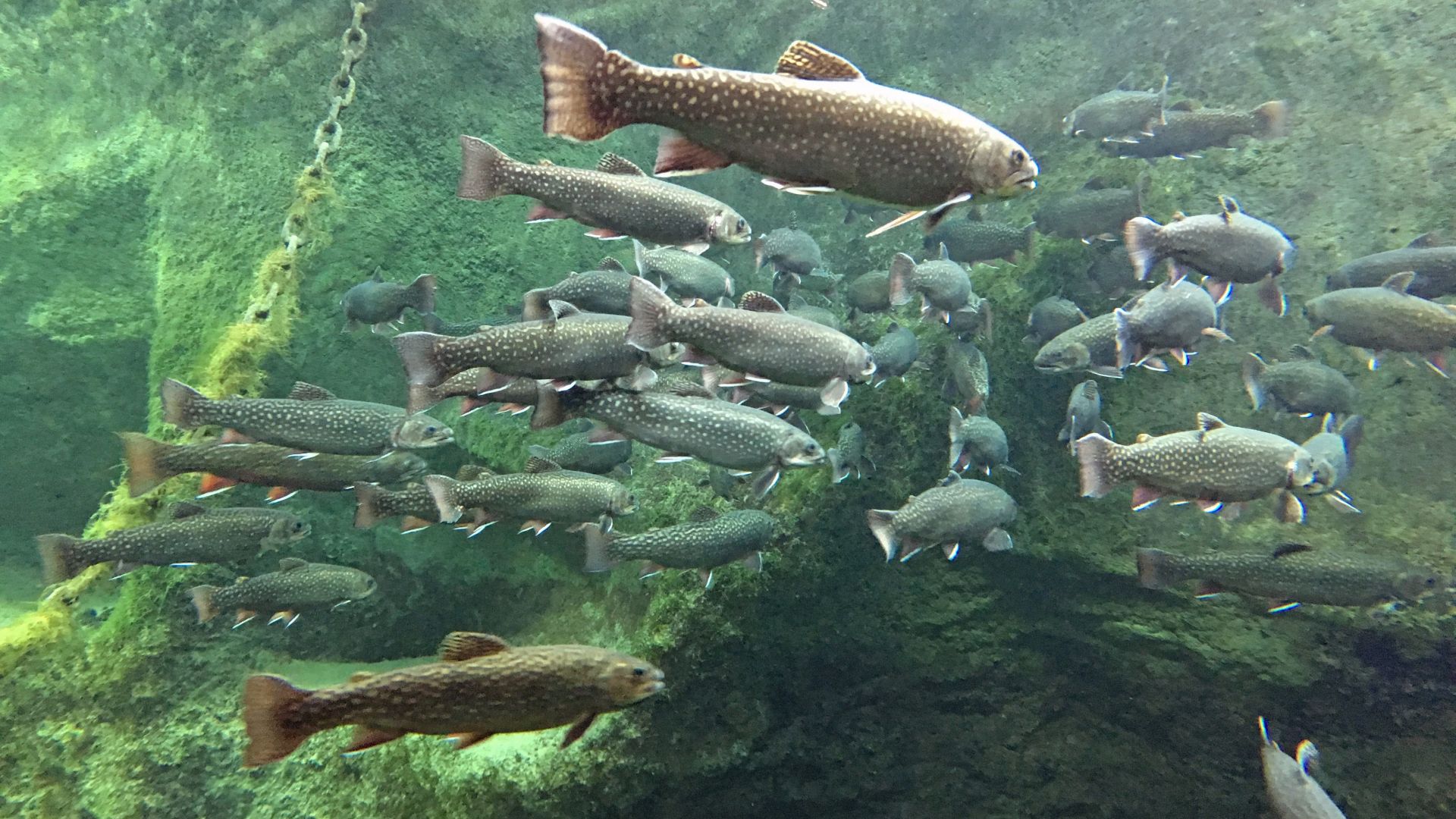 L'aquarium du Val de Loire - Graine de Crapule