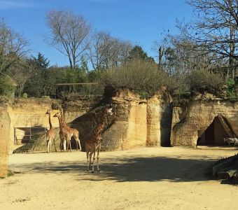 ANIGAÏDO RECOMMANDE : LE BIOPARC DE DOUE-LA-FONTAINE (49)