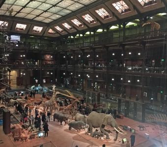 ANIGAÏDO RECOMMANDE : LA GRANDE GALERIE DE L'EVOLUTION A PARIS (75)