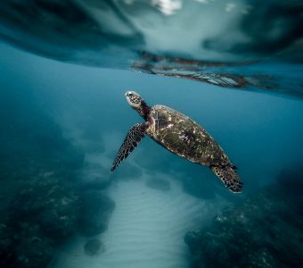 DECOUVREZ LES ANIMAUX SELON LEURS HABITATS SUR ANIGAÏDO