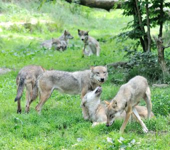 ANIGAÏDO RECOMMANDE : LE PARC ANIMALIER DE SAINTE-CROIX (57)