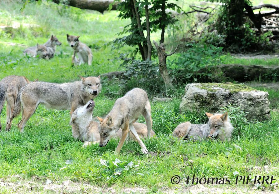 Anigaido recommande ! le parc animalier de sainte-croix (57) - Image 2