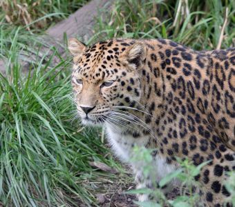 EXCEPTIONNELLES NAISSANCES DE PANTHERES DE L'AMOUR AU ZOO DE COLCHESTER (ANGLETERRE)