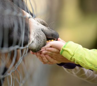 10 CHOSES A NE PAS FAIRE EN PRESENCE D'ANIMAUX DANS UN PARC ANIMALIER OU DANS LA NATURE !