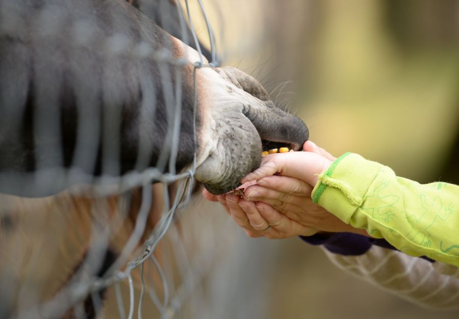 10 choses a ne pas faire en presence d'animaux dans un p ... - Image 2