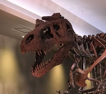 UNE VISITE PREHISTORIQUE AU MUSEE FIELD DE CHICAGO !