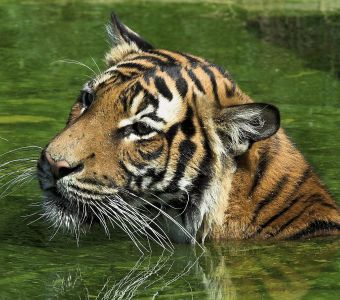 NAISSANCE EXCEPTIONNELLE DE TIGRES DE MALAISIE AU PARC DES FELINS (77)