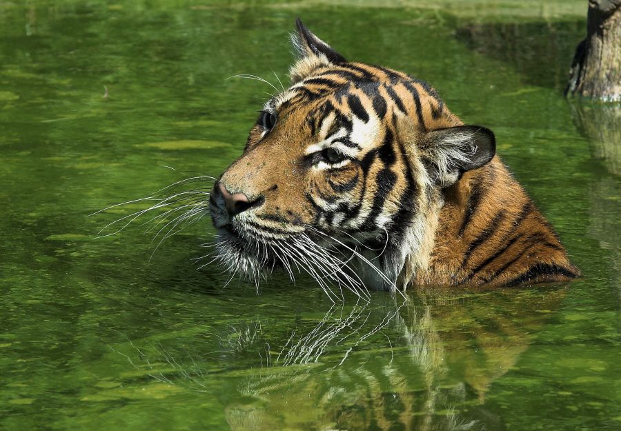 Naissances exceptionnelles de 2 tigresses de malaisie au ... - Image 2