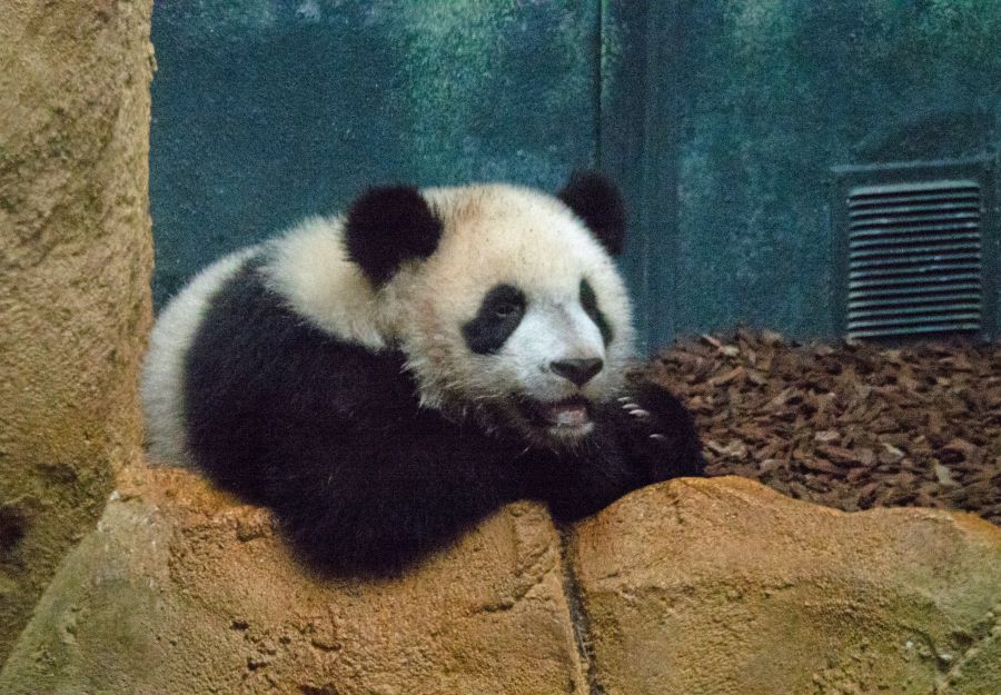Photo d'un panda par Pierre-François BOUCHER