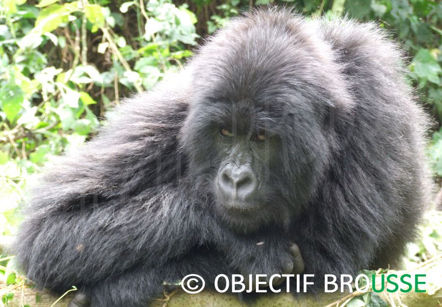 Un gorilles de montagne photographié pour Objectif Brousse