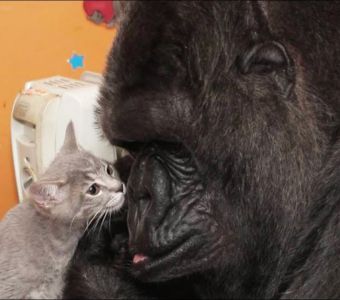 KOKO LA FEMELLE GORILLE QUI PARLAIT EST DECEDEE LE 19 JUIN 2018