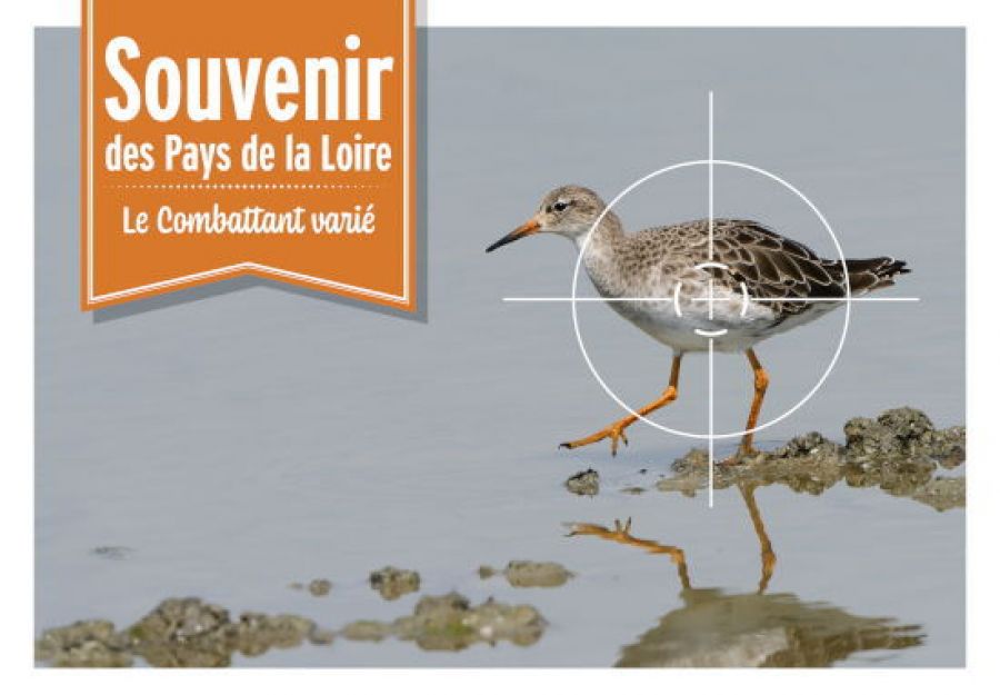 Campagne de la LPO contre la chasse du combattant varié