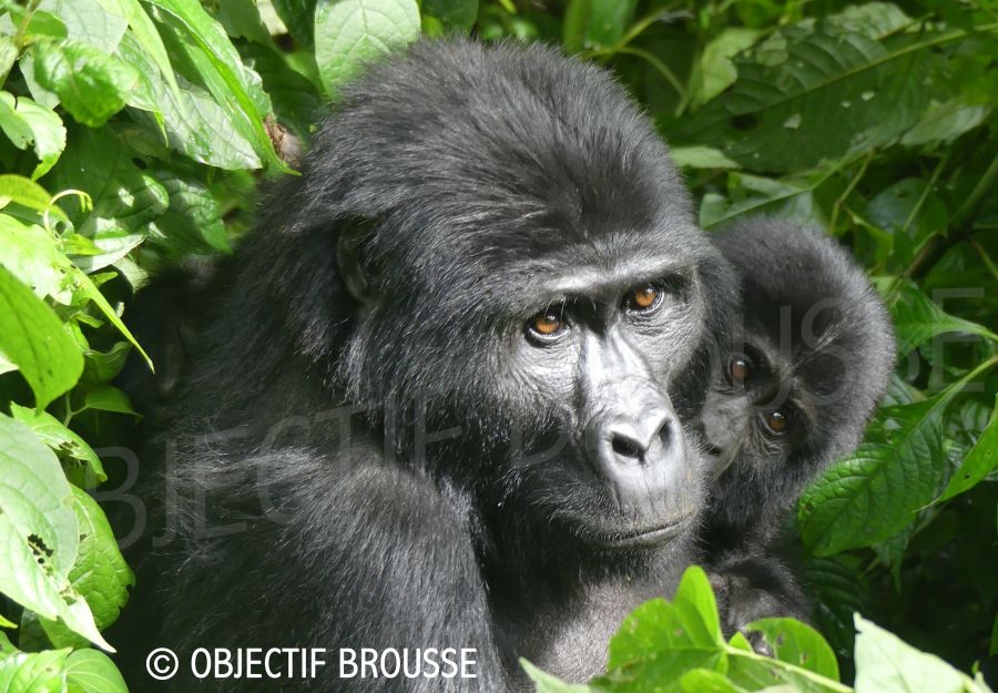 Temoignage : urgence au congo - Image 2