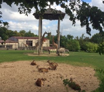 AMNEVILLE, PONT-SCORFF, KREFELD : ACTUS DES PARCS ANIMALIERS